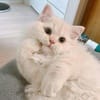 বিলকিস বেগম avatar